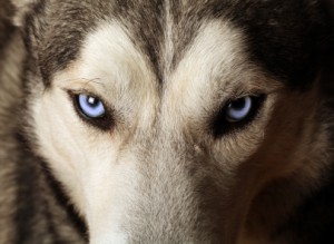 nahansicht eines huskys