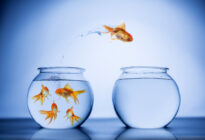 Veränderung: Goldfisch springt von einem Glas ins andere