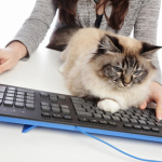 femme avec chat sur clavier d'ordinateur