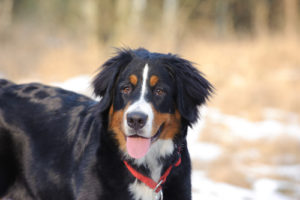 Berner Sennenhund