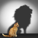 Katze mit Löwen Schatten