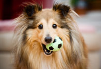 Hund mit Ball im Mund