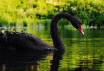 Schwarzer Schwan im See