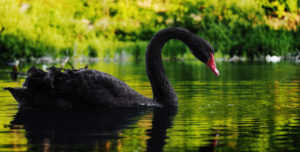 Schwarzer Schwan im See