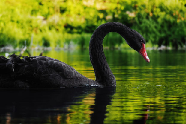 Die Corona-Pandemie: Ein „Schwarzer Schwan“?