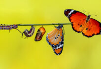 Schmetterling verwandelt sich