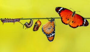 Schmetterling verwandelt sich